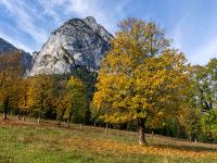 Leuchtende herbstliche Ahornbäume vor der Roßkopfspitze